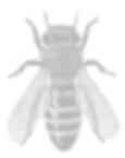 image of a bee